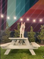 Rehome 10-month-old puppy rare white German Sheperd