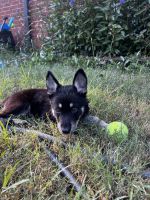 German Shepherd Puppies for sale in Euless, TX, USA. price: $600