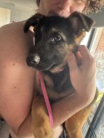 German Shepherd Puppies for sale in Shepparton VIC 3630, Australia. price: $3,000