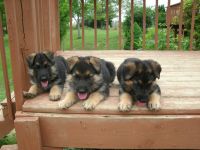 German Shepherd Puppies for sale in Martinsville, OH 45146, USA. price: $299
