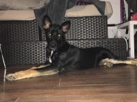 German Shepherd Puppies for sale in San Antonio, TX, USA. price: NA