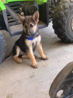 Friendly German Shepherd puppies