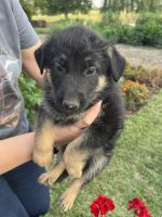 German Shepard puppies