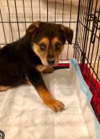 German Shepherd Puppies for sale in Liberty Hill, SC 29074, USA. price: NA