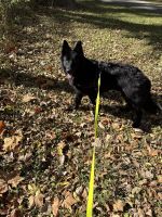 German Shepherd Puppies for sale in Brownsburg, IN 46112, USA. price: $600