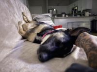 German Shepherd Puppies for sale in Louisville, KY, USA. price: $300