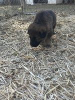 German Shepherd Puppies for sale in Burkburnett, TX 76354, USA. price: $1,000