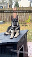 German Shepherd Puppies for sale in Middle River, MD, USA. price: $1,700