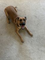 German Shepherd Puppies for sale in Merced, CA, USA. price: NA