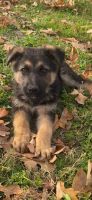 German Shepherd Puppies for sale in Farmers Park Building 1, 2144 E Republic Rd, Springfield, MO 65804, USA. price: $500