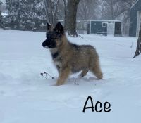 German Shepherd Puppies for sale in Yorkville, IL, USA. price: $500