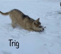 German Shepherd/Siberian Husky mix