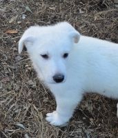 German Shepherd Puppies for sale in Chicopee, MA, USA. price: $600