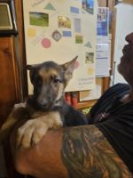 German Shepherd Puppies for sale in El Dorado Springs, MO 64744, USA. price: $950