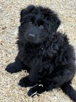 German Shepherd Puppies for sale in Carlisle, PA 17013, USA. price: $2,500