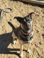 German Shepherd Puppies for sale in San Bernardino, CA, USA. price: $50