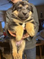 German Shepherd Puppies for sale in Sterling, IL 61081, USA. price: $400