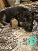 german shepherd puppies