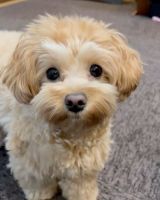 German Shepherd Puppies for sale in Toronto, ON, Canada. price: $800