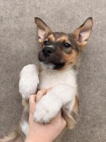 German Shepherd Puppies for sale in San Bernardino, CA, USA. price: $20