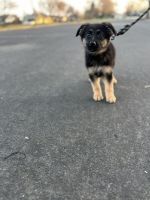 German Shepherd Puppies for sale in Modesto, CA 95358, USA. price: $500