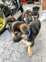 German Shepherd Puppies for sale in Cape Town, South Africa. price: 4,500 ZAR