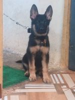 German Shepherd Puppies for sale in Chandgad, Maharashtra 416509, India. price: 22,500 INR