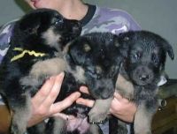 German Shepherd Puppies for sale in Huntsville, AL, USA. price: $350