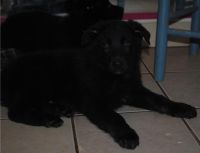 German Shepherd Puppies for sale in Baltimore, MD, USA. price: $500