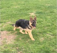 AKC reg Female German Shepherd