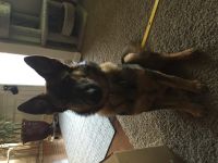 German Shepherd Puppies for sale in Lorton, VA 22079, USA. price: $750
