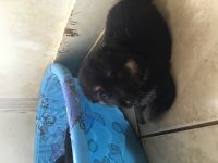 German Shepherd Puppies for sale in Staunton, VA 24401, USA. price: $800