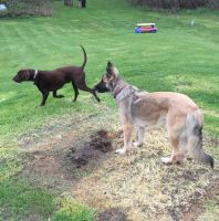 German Shepherd Puppies for sale in Brooklyn, MI 49230, USA. price: $275