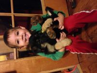 German Shepherd Puppies for sale in Gladwin County, MI, USA. price: $450