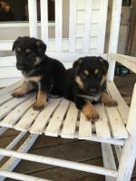 German Shepherd Puppies for sale in Statesboro, GA, USA. price: $800