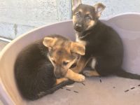 German Shepherd Puppies for sale in Atlanta, GA, USA. price: NA