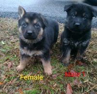German Shepherd Puppies for sale in Doraville, GA, USA. price: $400