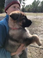 German Shepherd Puppies for sale in Windsor, SC 29856, USA. price: $1,000