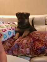German Shepherd Puppies for sale in Strongsville, OH, USA. price: $800