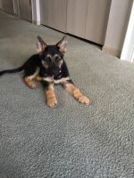 German Shepherd Puppies for sale in Columbus, OH, USA. price: $650