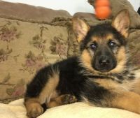 German Shepherd Puppies for sale in Alabaster, AL, USA. price: NA