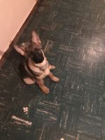 German Shepherd Puppies for sale in Dearborn, MI, USA. price: $800