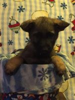German Shepherd Puppies for sale in Georgetown, OH 45121, USA. price: $500