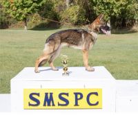 German Shepherd Puppies for sale in Marengo, OH 43334, USA. price: $1,000