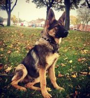 German Shepherd Puppies for sale in Dearborn, MI, USA. price: $800
