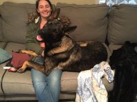 German Shepherd Puppies for sale in Commerce, GA, USA. price: NA