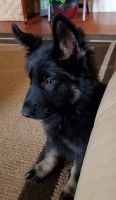 German Shepherd Puppies for sale in Village of Clarkston, MI 48346, USA. price: $950