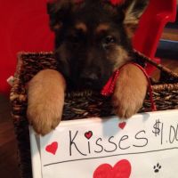 German Shepherd Puppies for sale in Bloomfield Hills, MI 48304, USA. price: $500