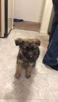 German Shepherd Puppies for sale in Wayne County, MI, USA. price: $600