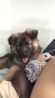 German Shepherd Puppies for sale in Wayne County, MI, USA. price: $600